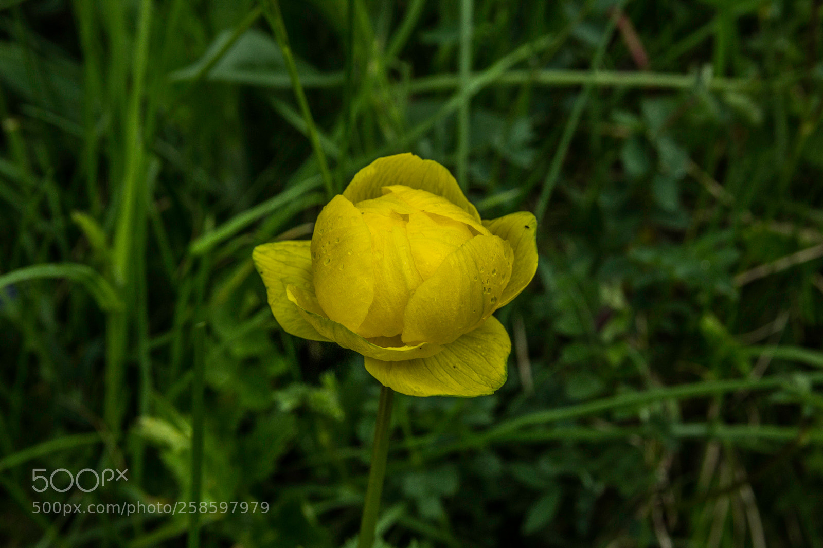 Canon EOS 1200D (EOS Rebel T5 / EOS Kiss X70 / EOS Hi) sample photo. Trollius europaeus photography