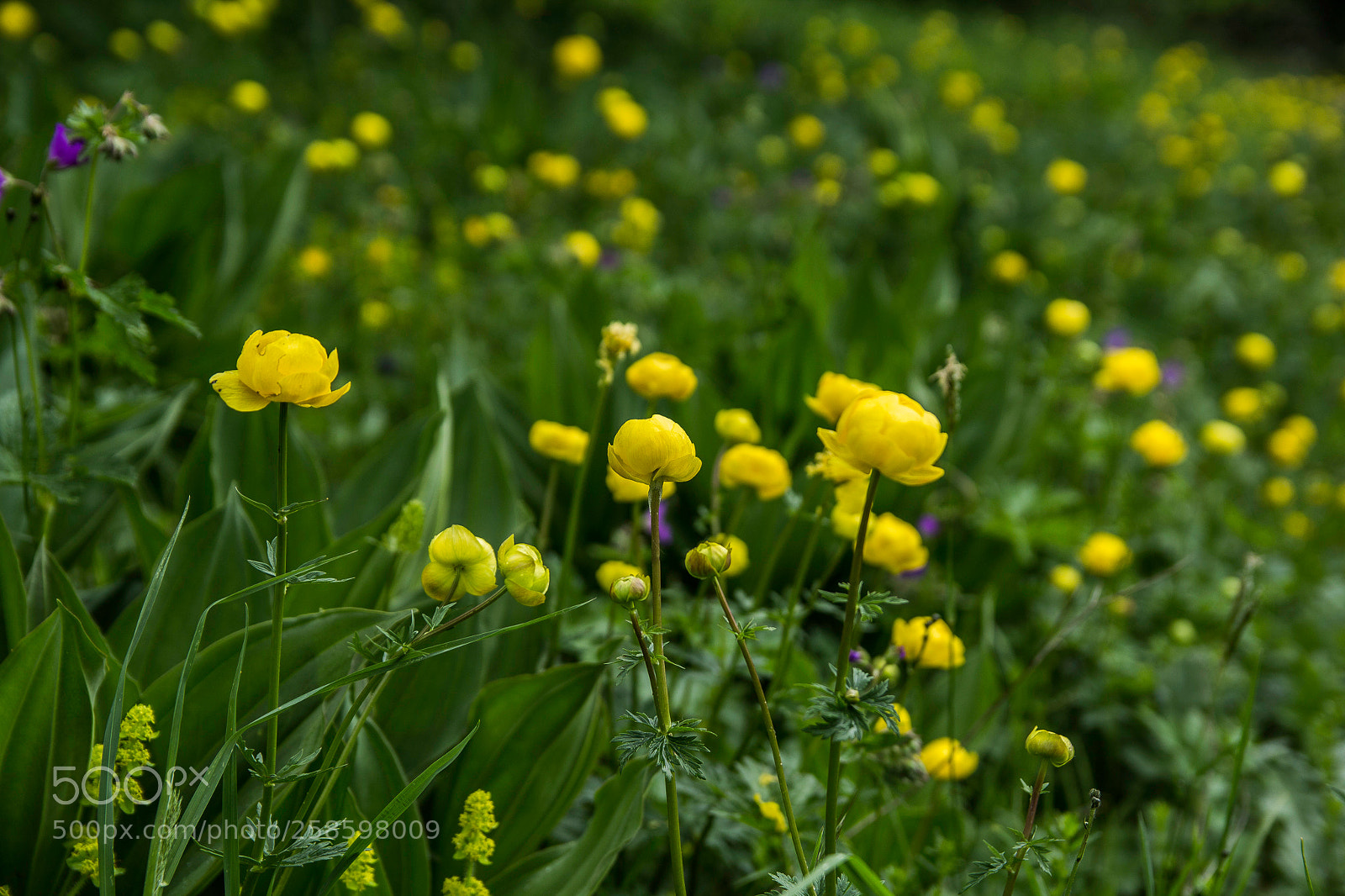 Canon EOS 1200D (EOS Rebel T5 / EOS Kiss X70 / EOS Hi) sample photo. Trollius europaeus photography