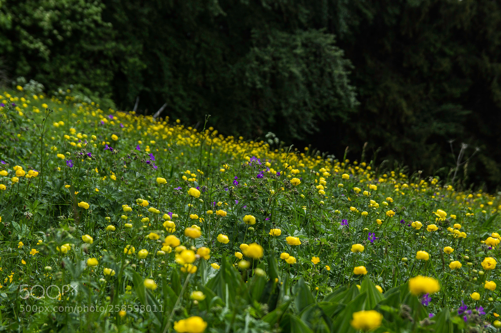 Canon EOS 1200D (EOS Rebel T5 / EOS Kiss X70 / EOS Hi) sample photo. Trollius europaeus photography