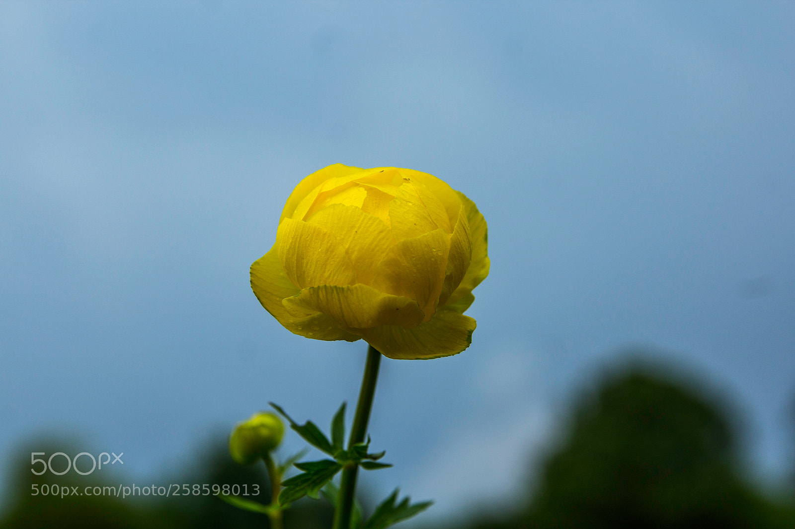 Canon EOS 1200D (EOS Rebel T5 / EOS Kiss X70 / EOS Hi) sample photo. Trollius europaeus photography