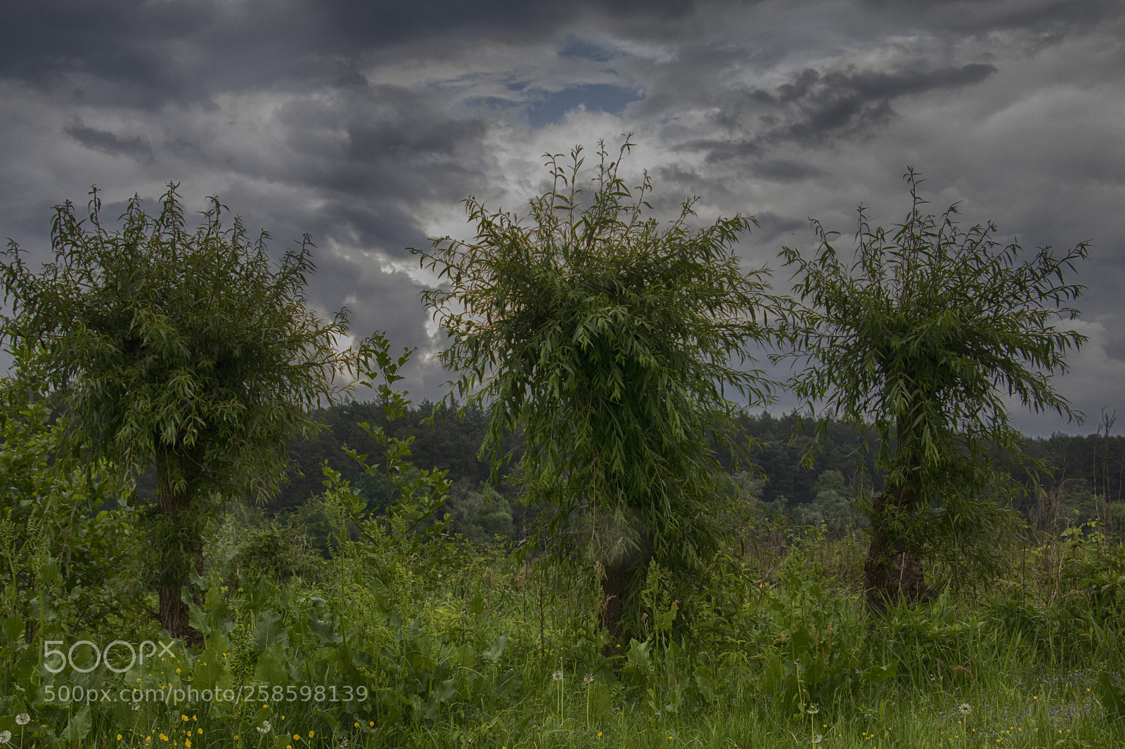 Canon EOS 760D (EOS Rebel T6s / EOS 8000D) sample photo. Polish palms not date photography