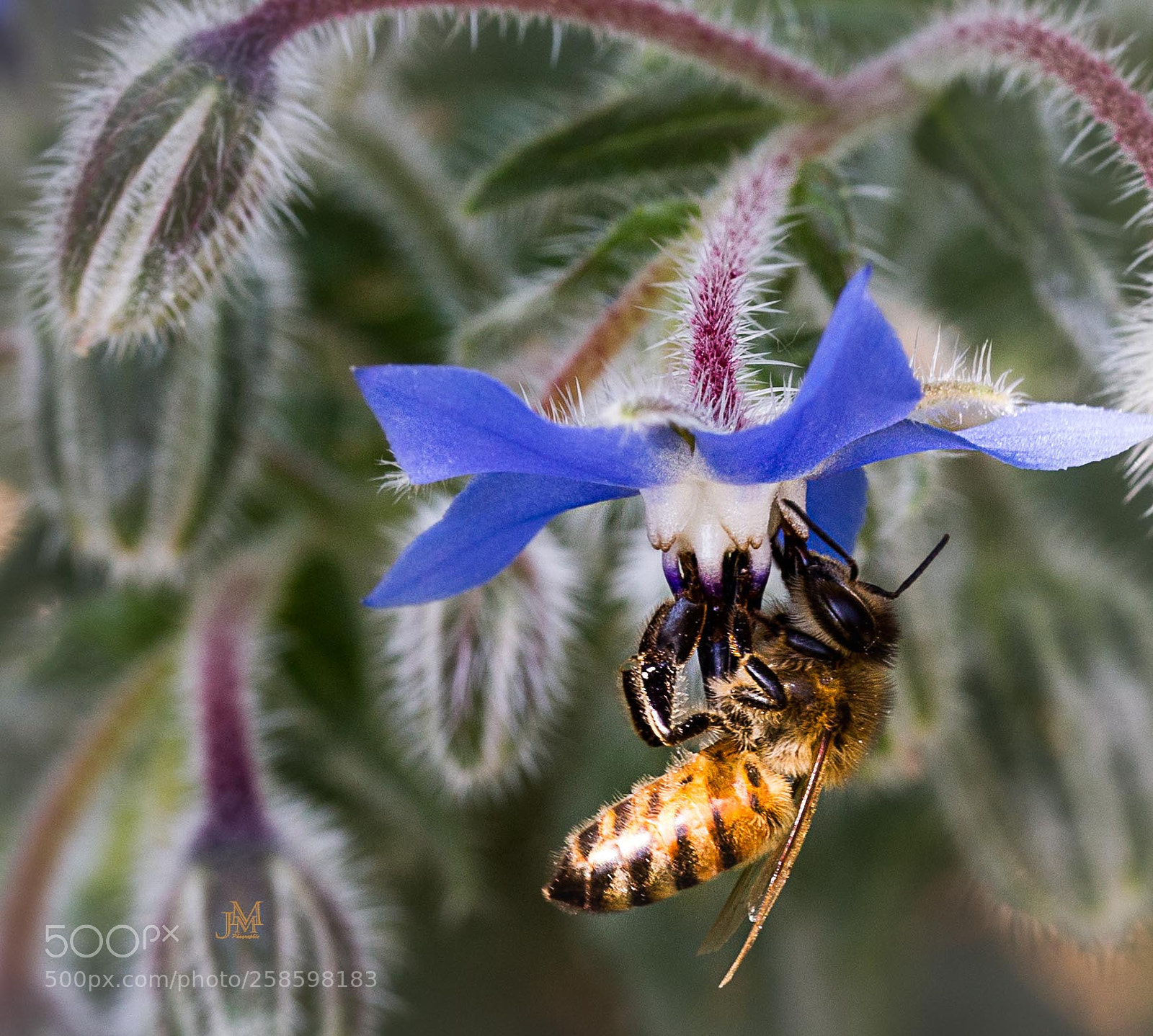 Canon EOS 6D sample photo. Chasse au pollen! photography