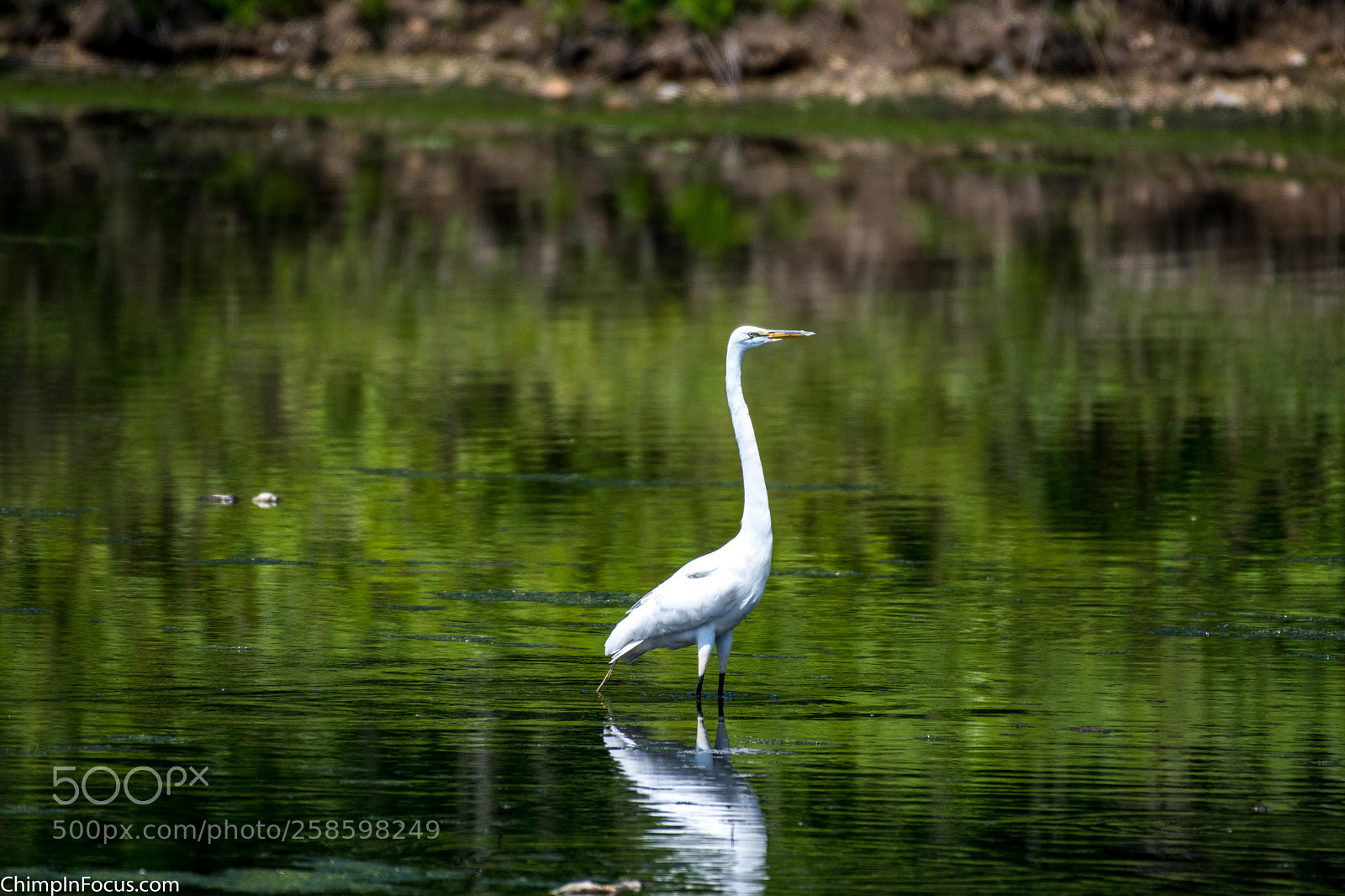 Nikon D500 sample photo. Great egret photography