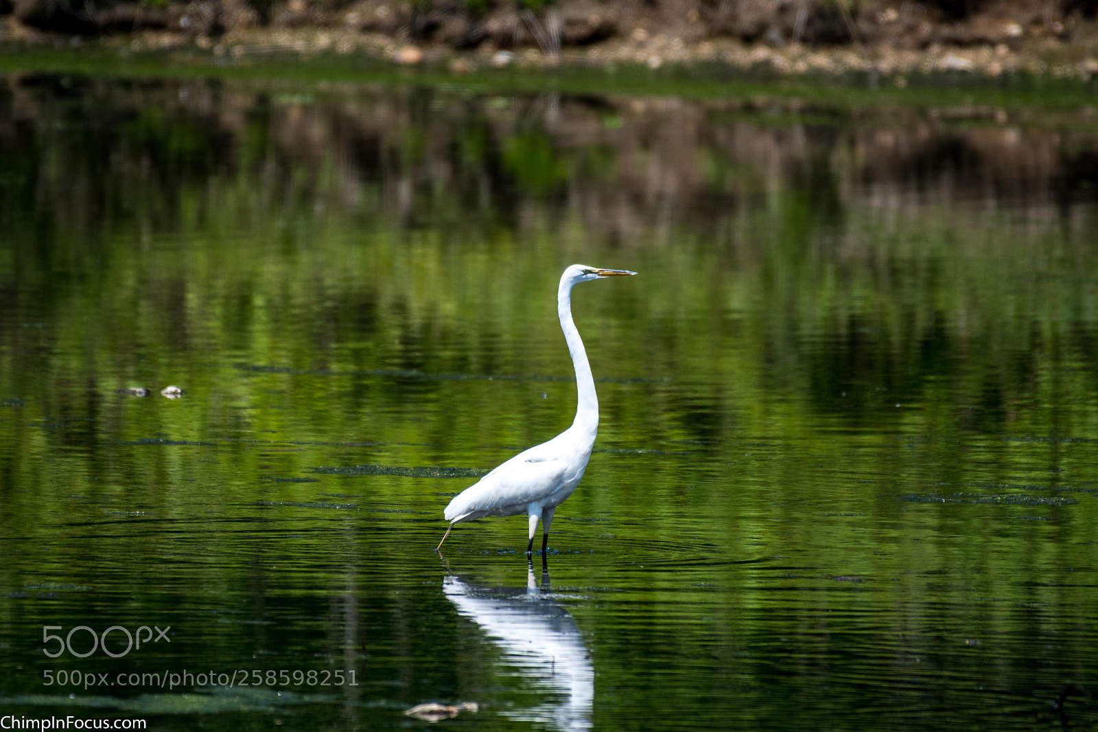 Nikon D500 sample photo. Great egret photography