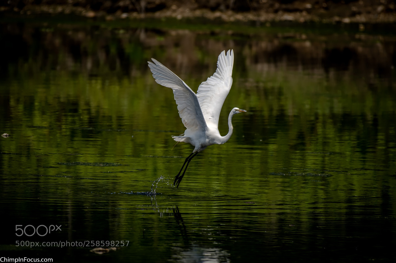 Nikon D500 sample photo. Great egret photography