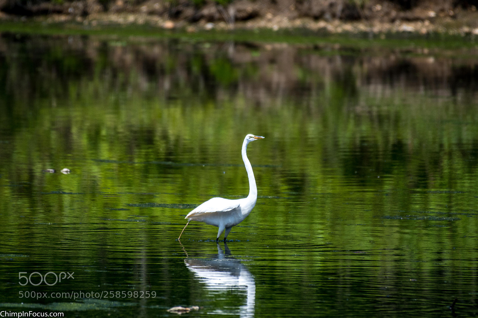 Nikon D500 sample photo. Great egret photography