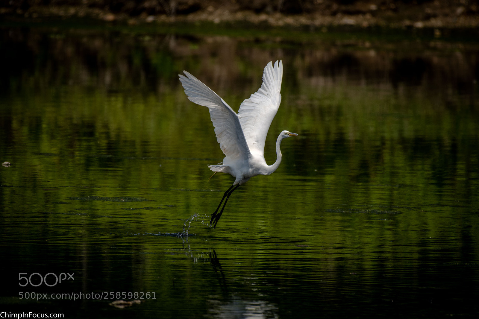 Nikon D500 sample photo. Great egret photography