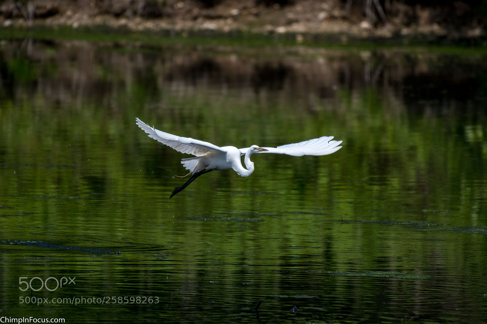Nikon D500 sample photo. Great egret photography