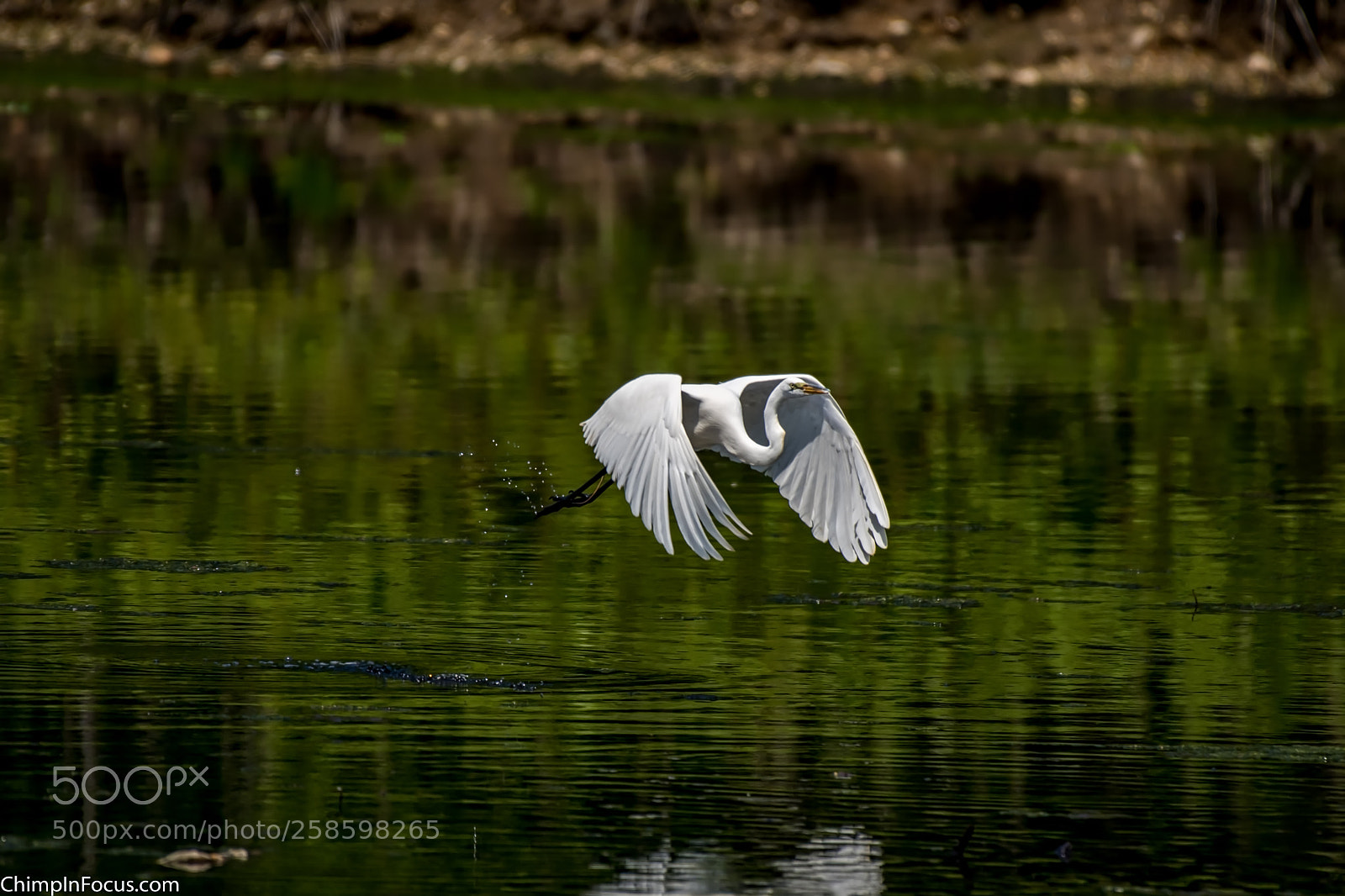 Nikon D500 sample photo. Great egret photography