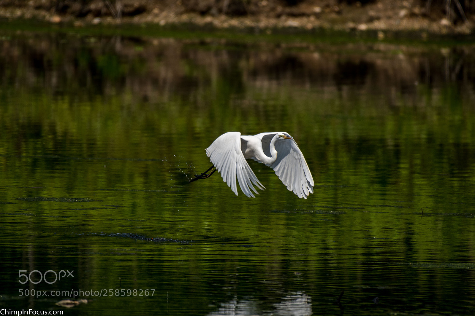 Nikon D500 sample photo. Great egret photography