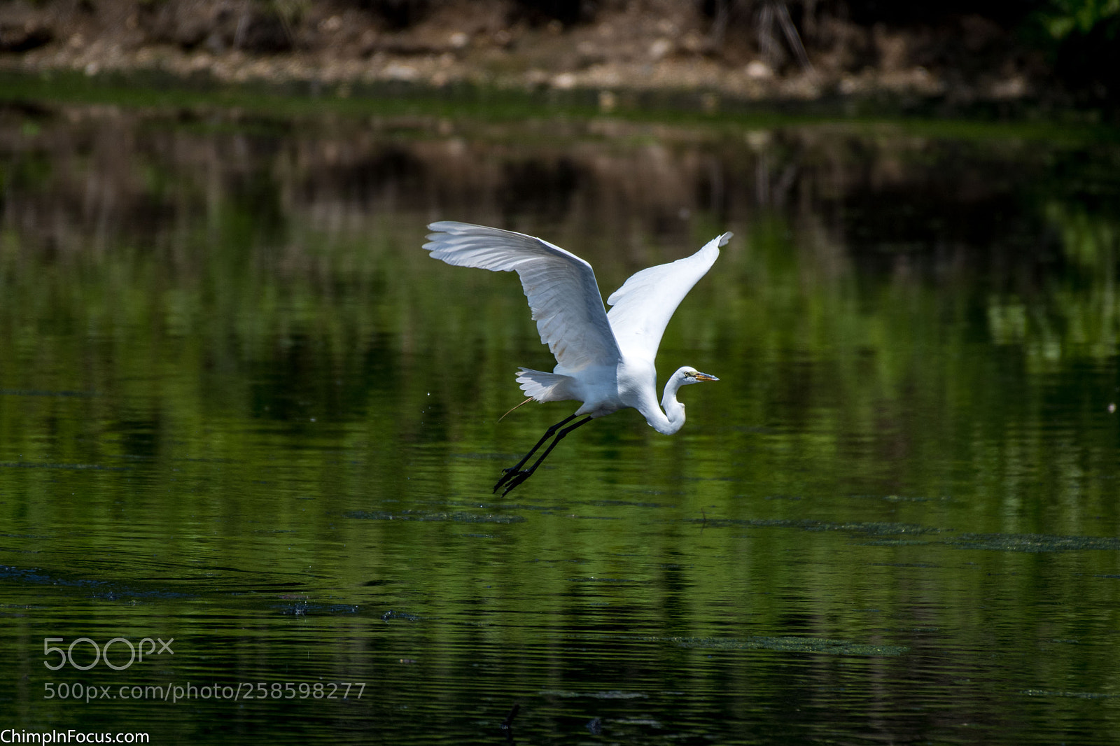 Nikon D500 sample photo. Great egret photography