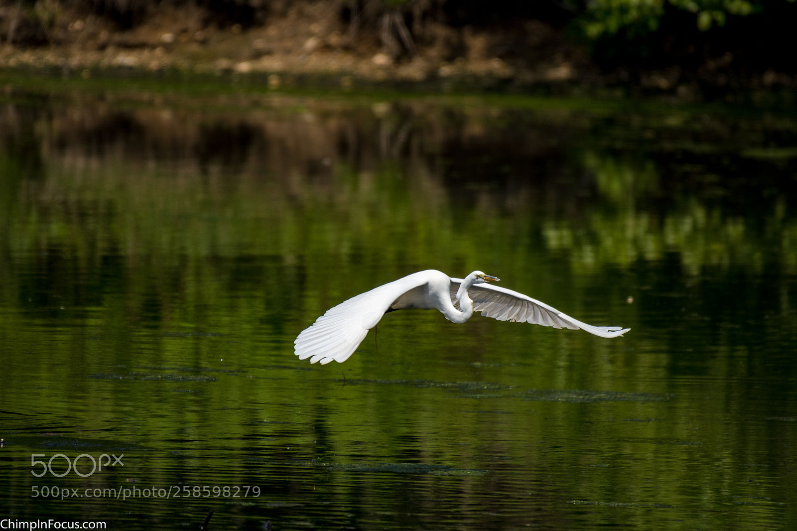 Nikon D500 sample photo. Great egret photography