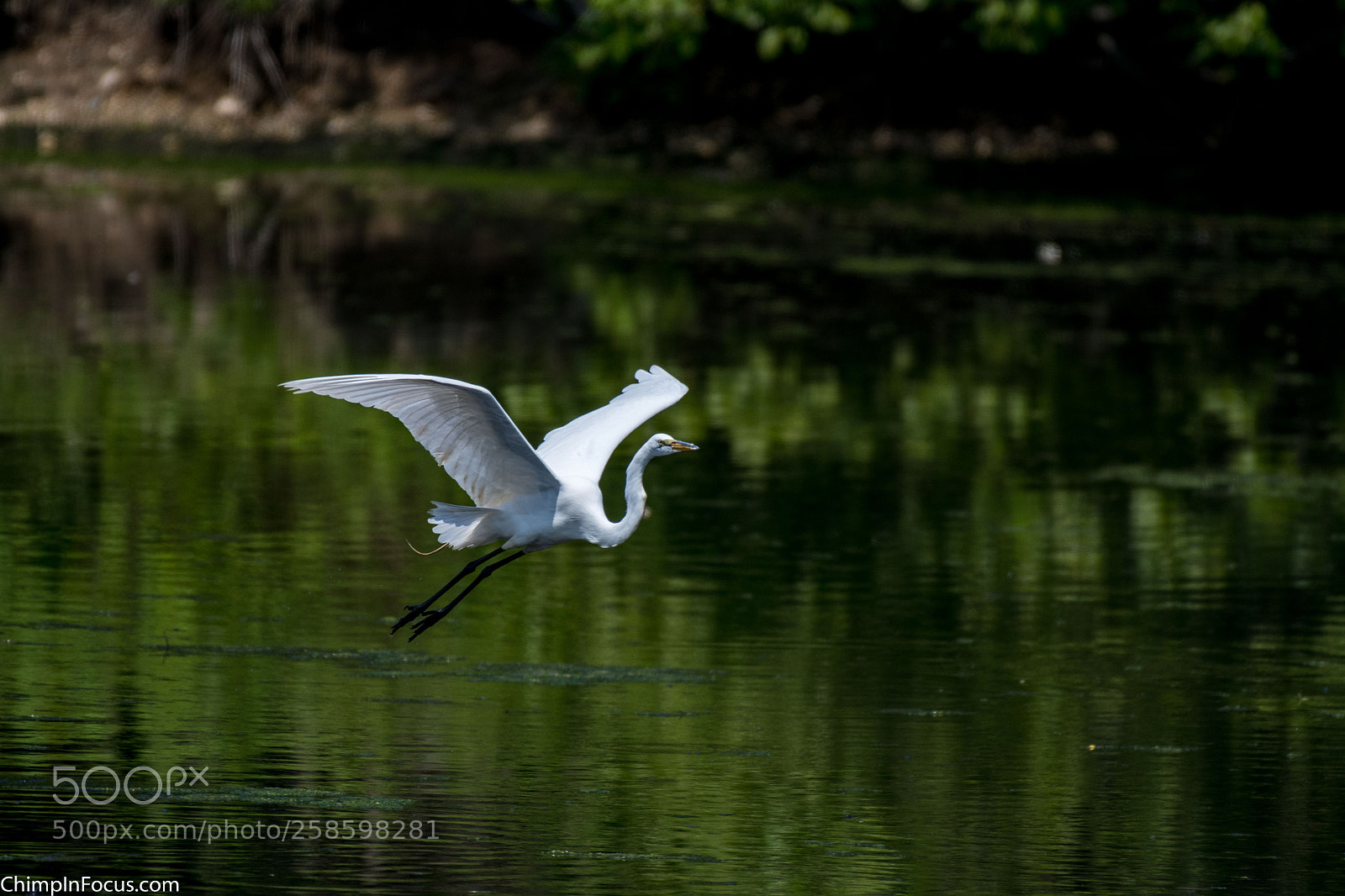 Nikon D500 sample photo. Great egret photography