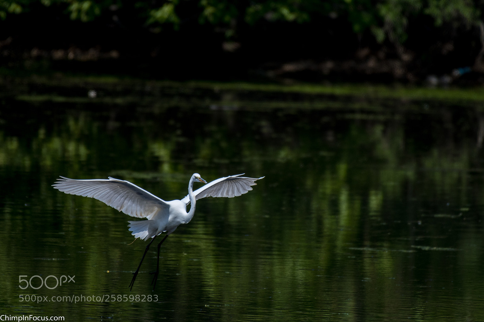Nikon D500 sample photo. Great egret photography