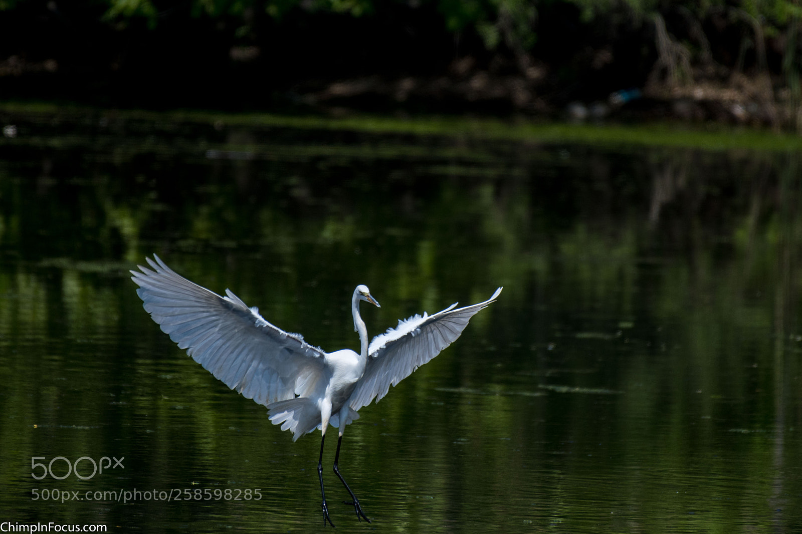 Nikon D500 sample photo. Great egret photography