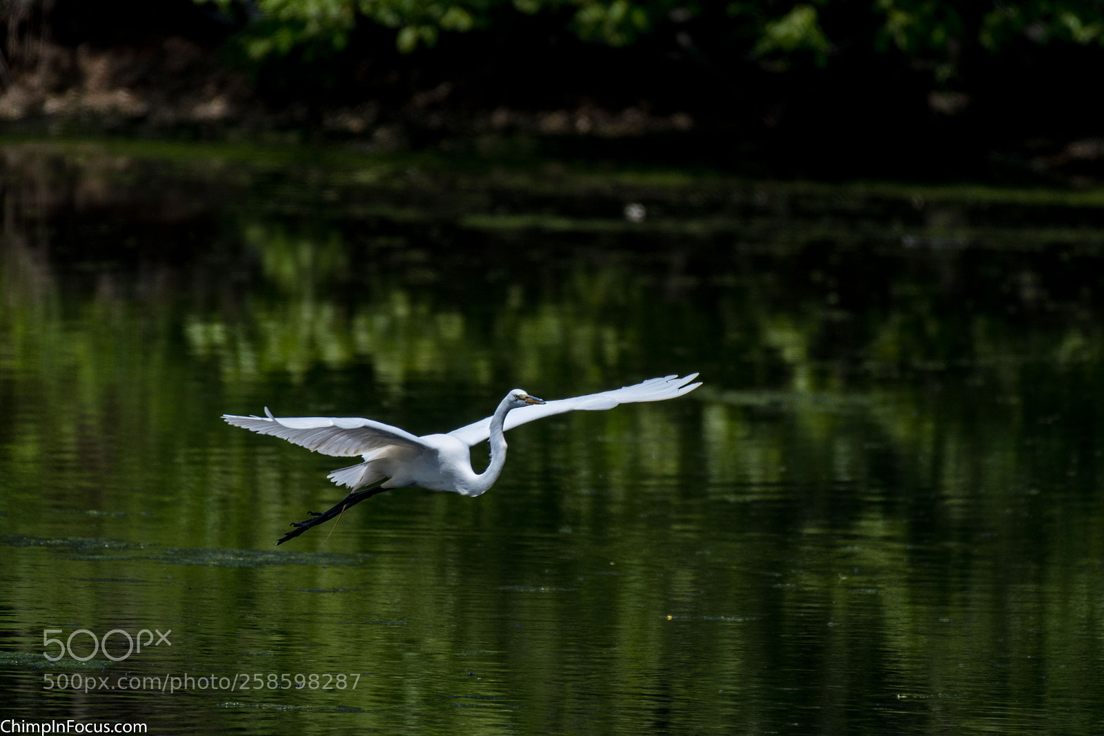 Nikon D500 sample photo. Great egret photography