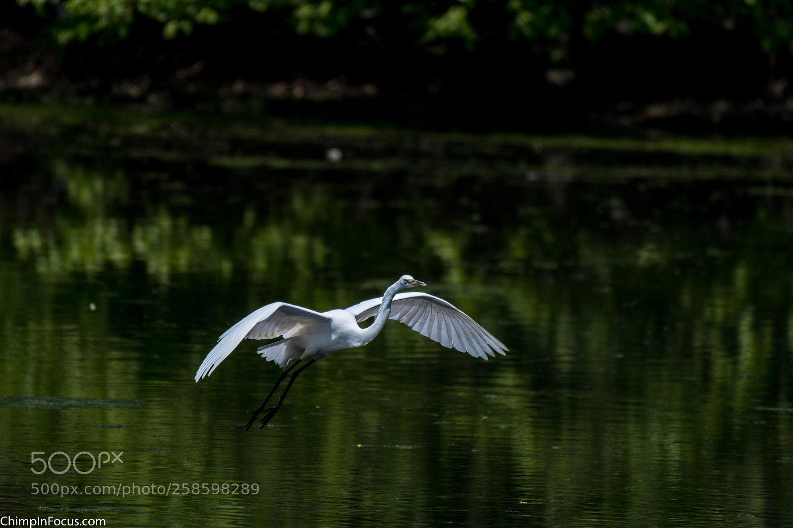 Nikon D500 sample photo. Great egret photography