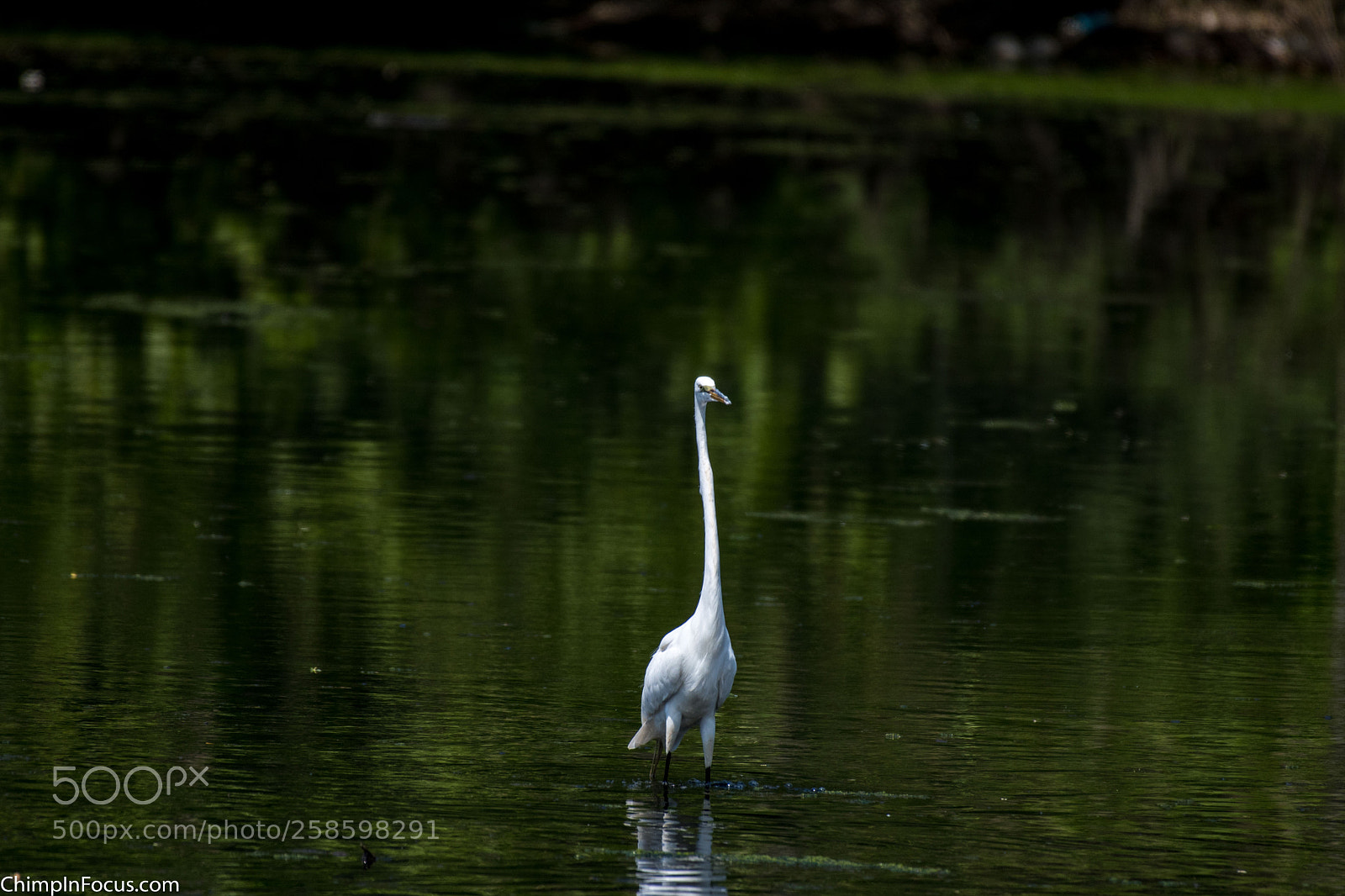 Nikon D500 sample photo. Great egret photography