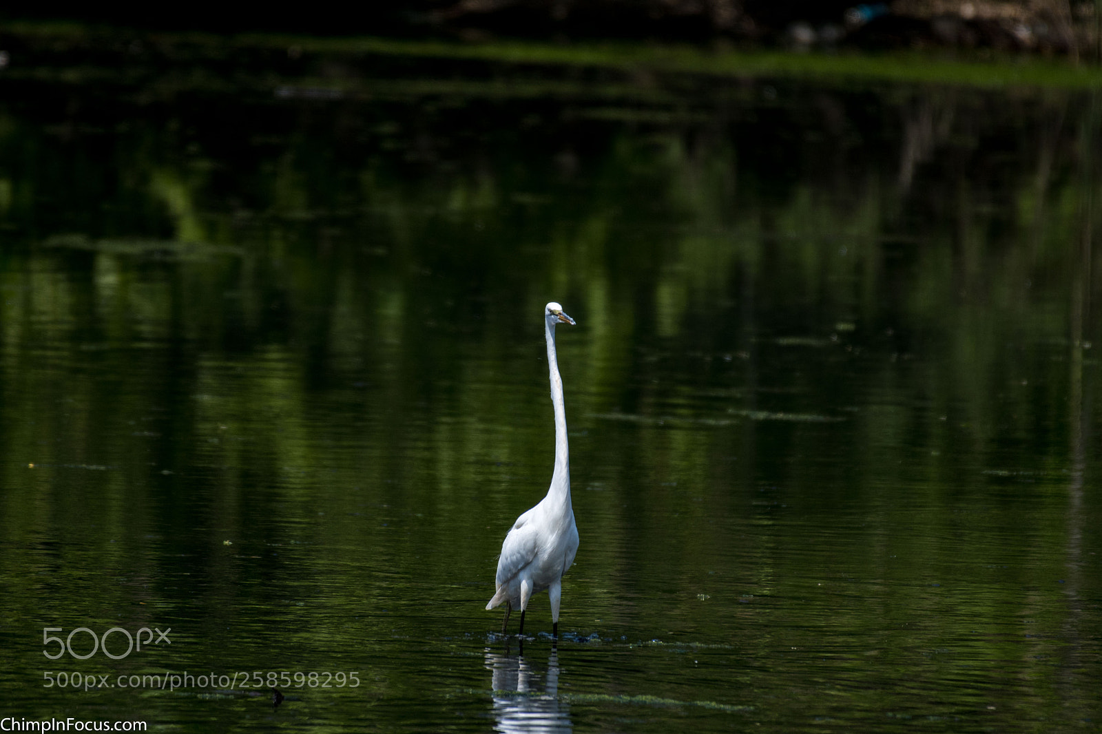 Nikon D500 sample photo. Great egret photography