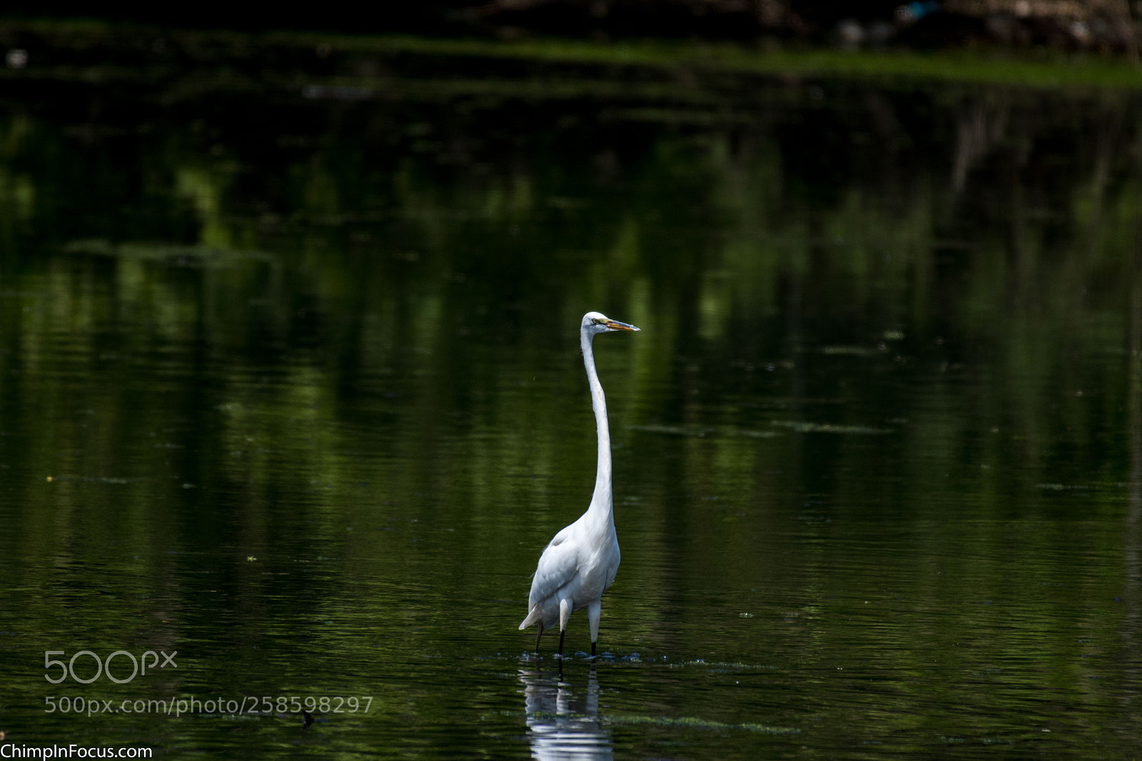 Nikon D500 sample photo. Great egret photography