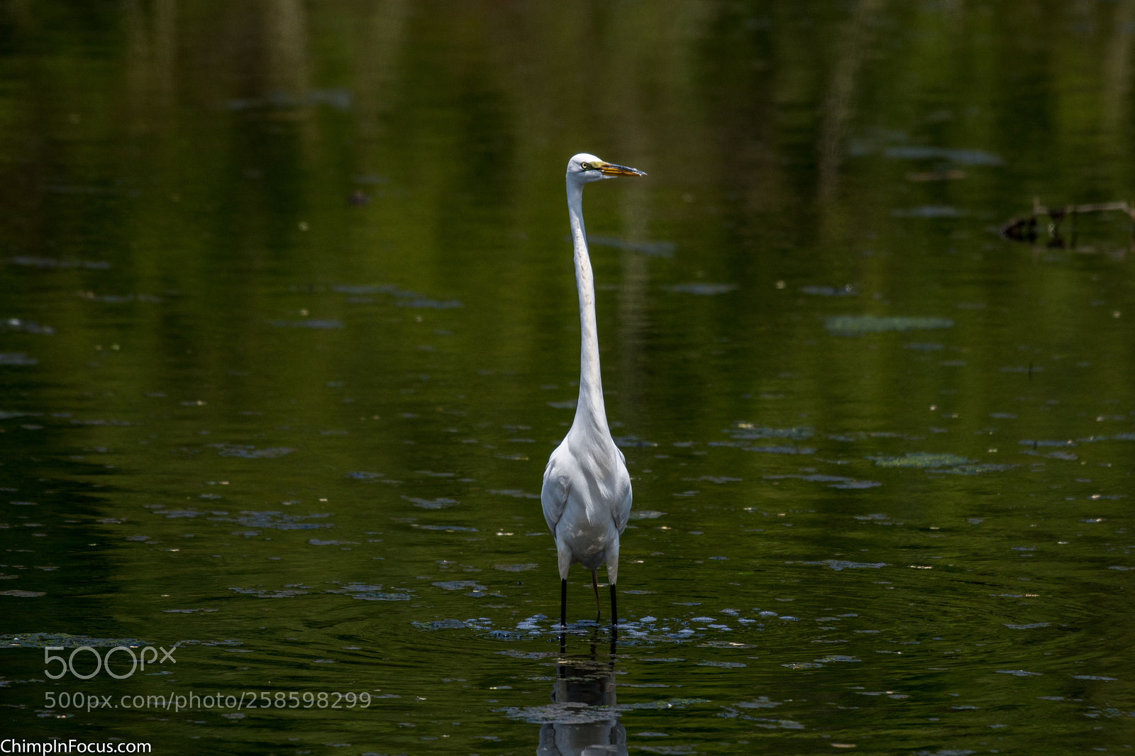 Nikon D500 sample photo. Great egret photography