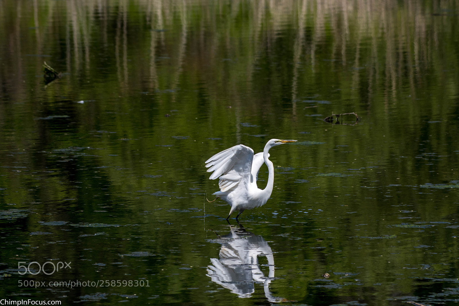 Nikon D500 sample photo. Great egret photography