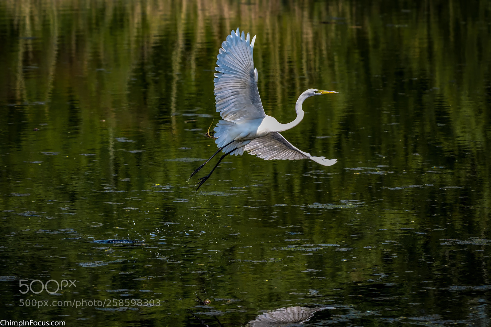Nikon D500 sample photo. Great egret photography