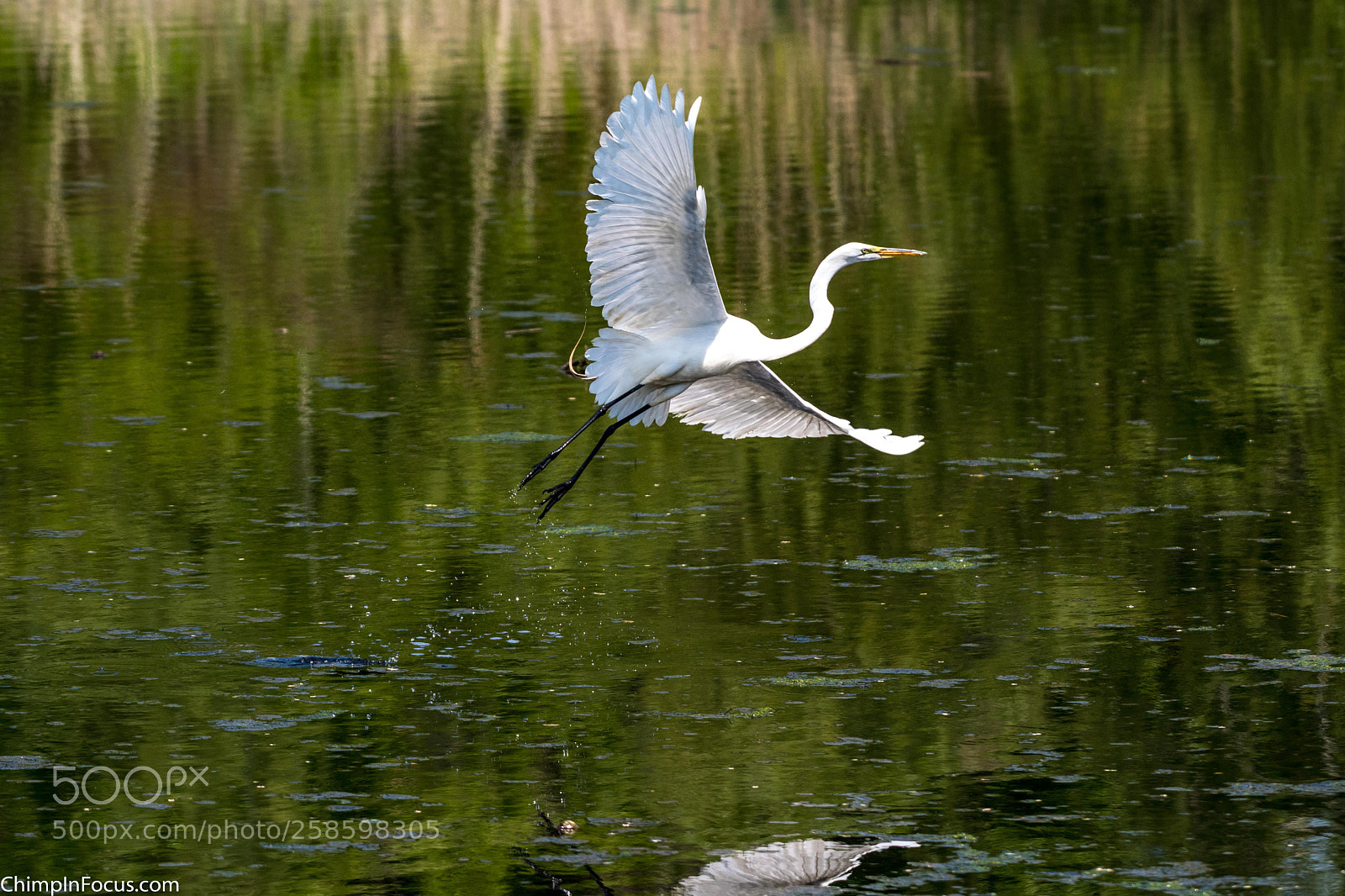 Nikon D500 sample photo. Great egret photography
