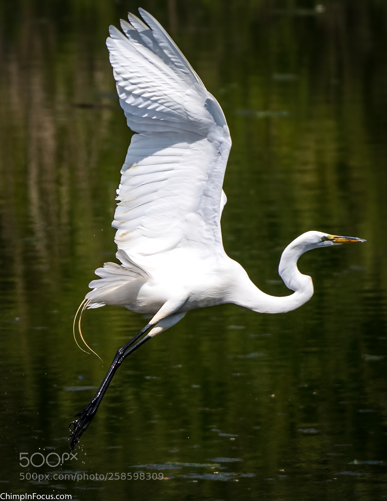Nikon D500 sample photo. Great egret photography