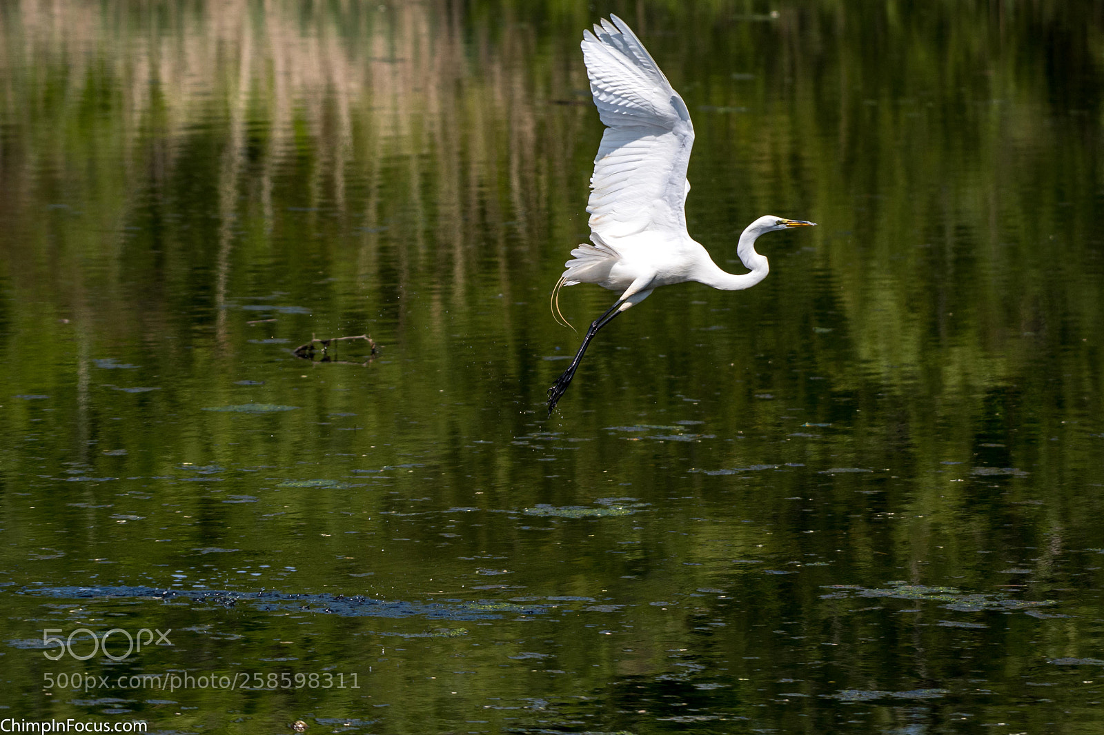 Nikon D500 sample photo. Great egret photography