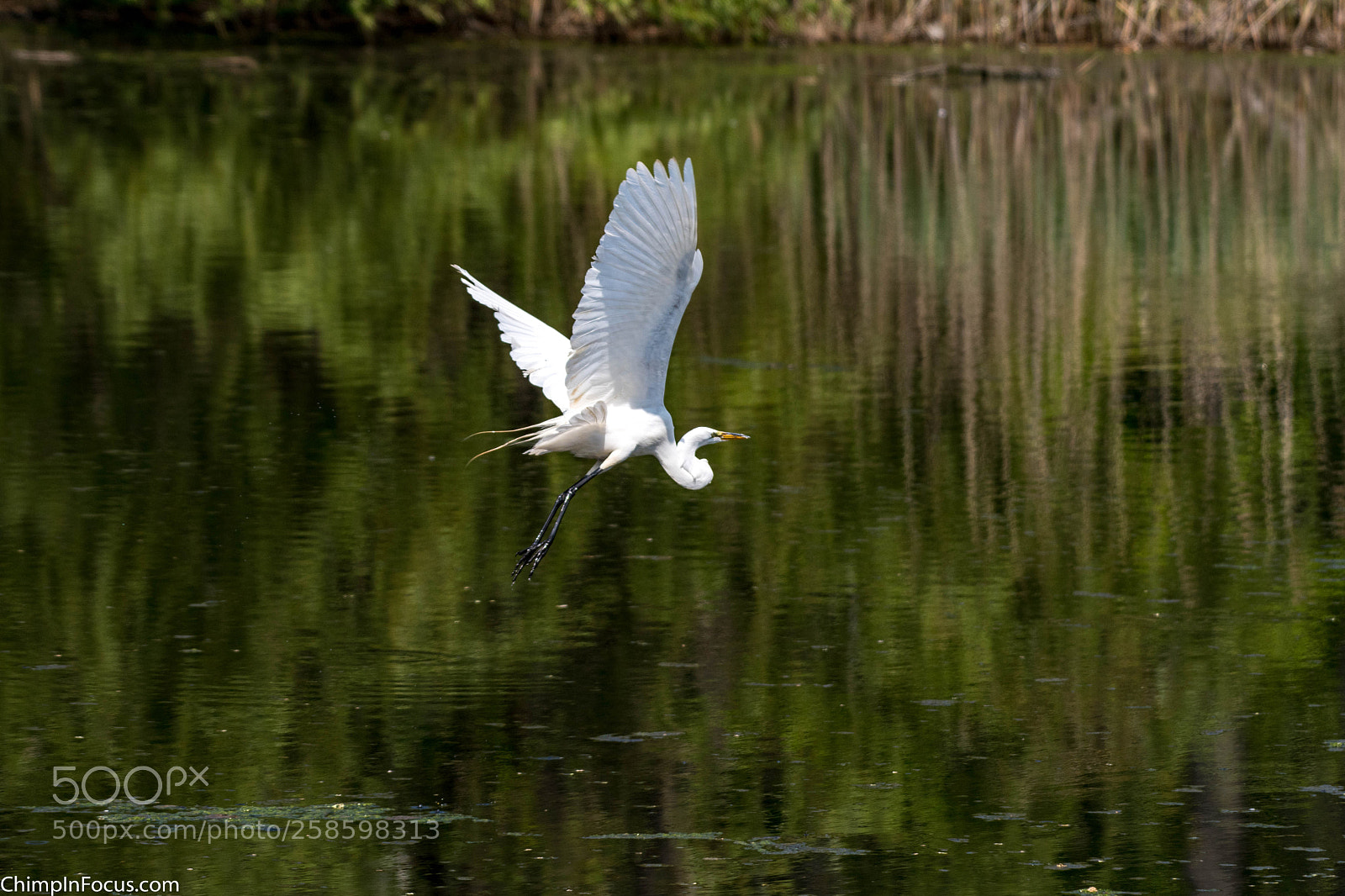 Nikon D500 sample photo. Great egret photography