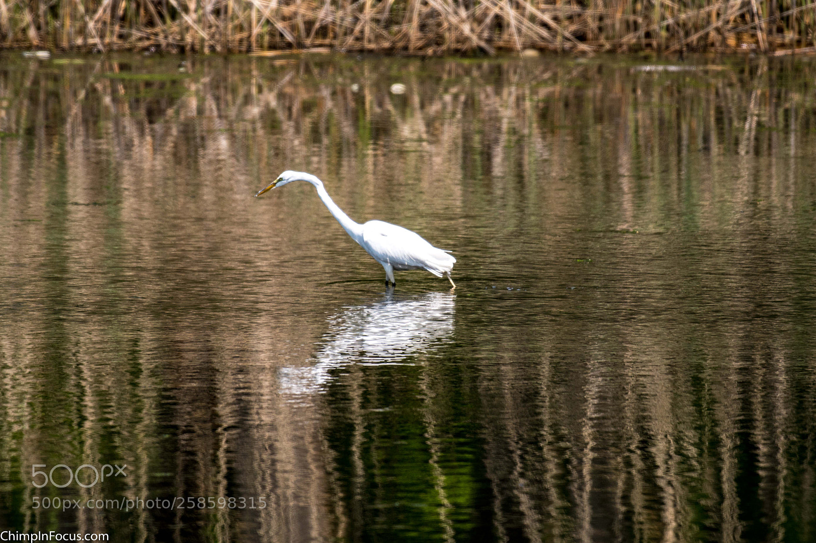 Nikon D500 sample photo. Great egret photography