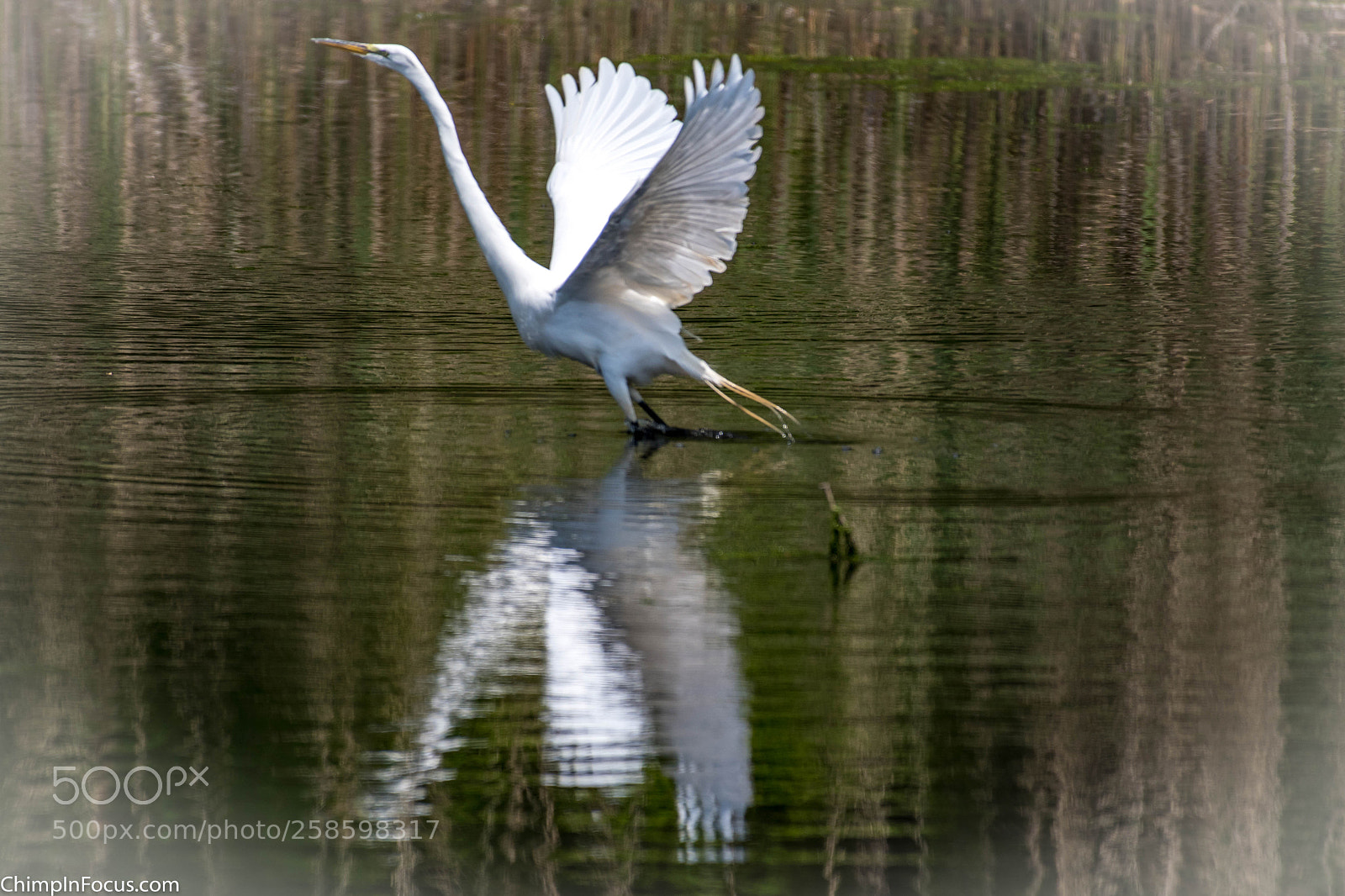 Nikon D500 sample photo. Great egret photography