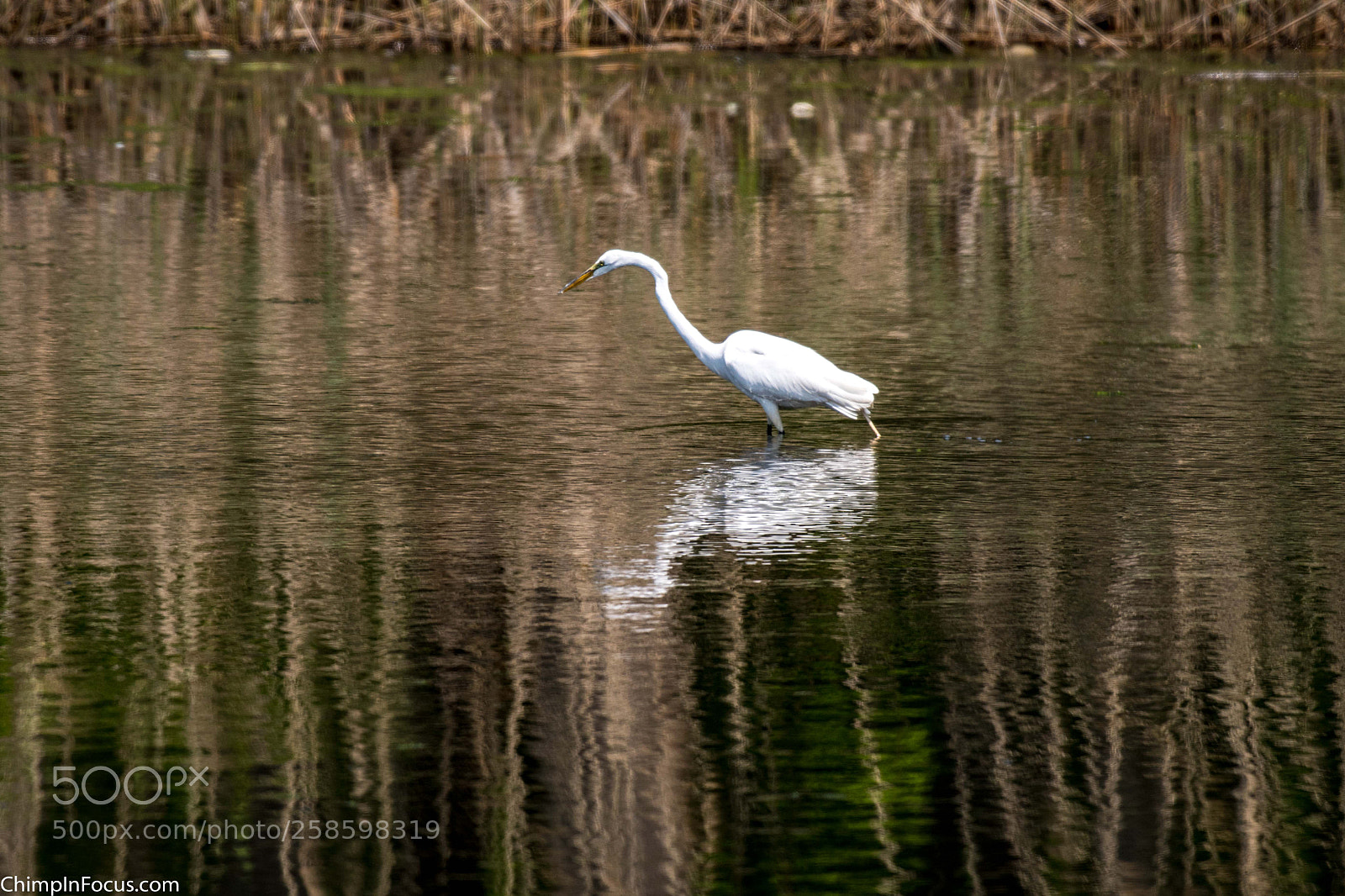 Nikon D500 sample photo. Great egret photography