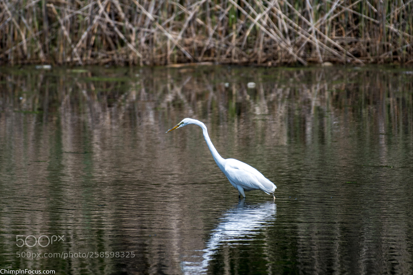 Nikon D500 sample photo. Great egret photography