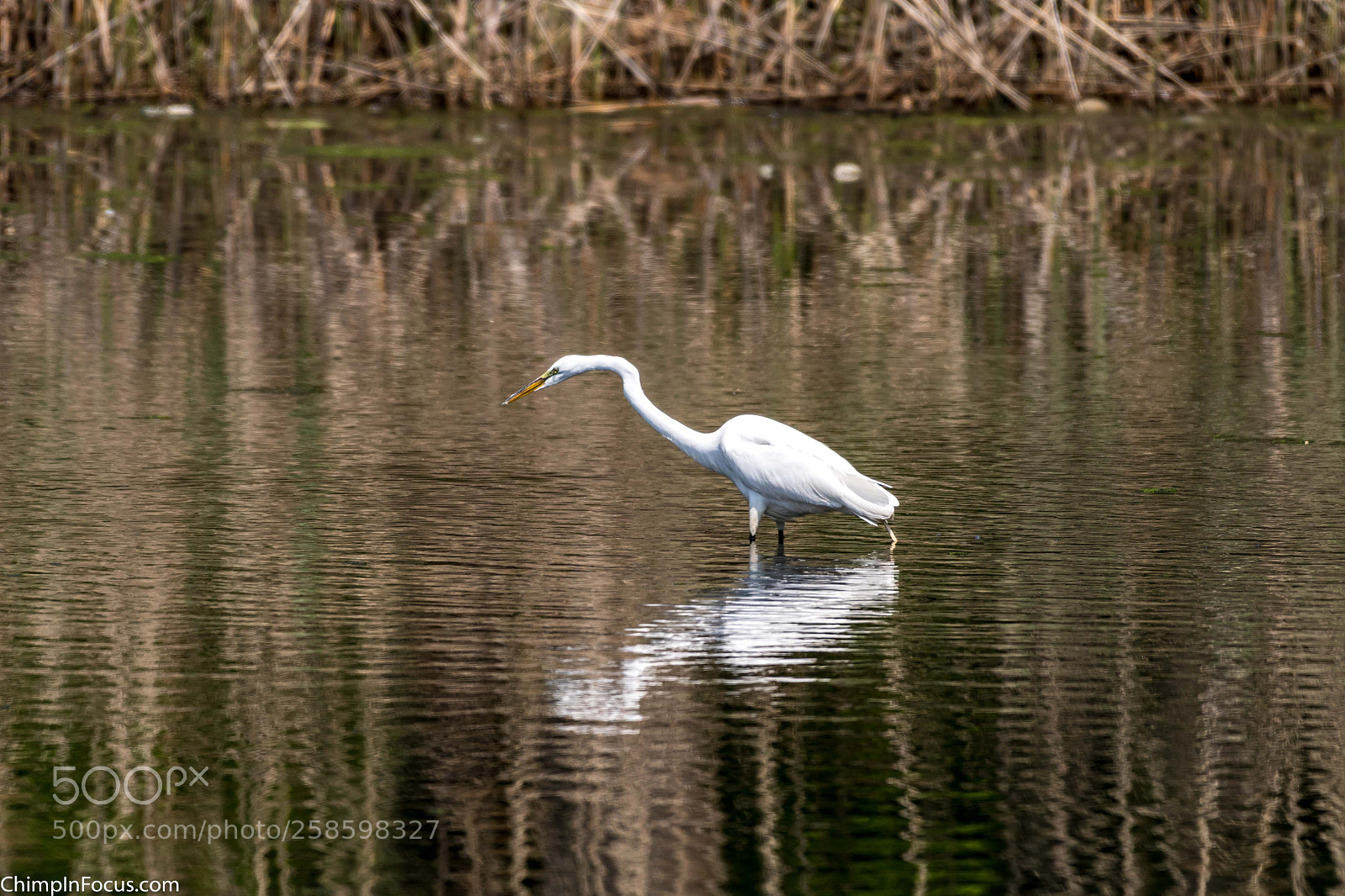 Nikon D500 sample photo. Great egret photography