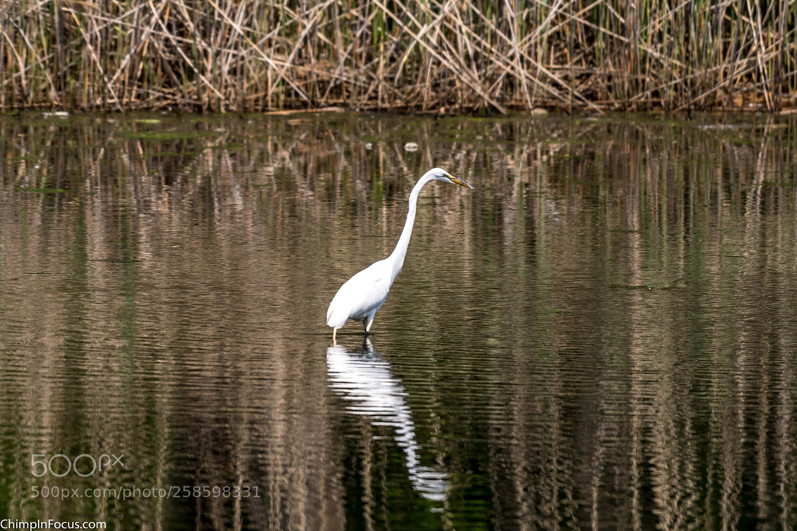 Nikon D500 sample photo. Great egret photography