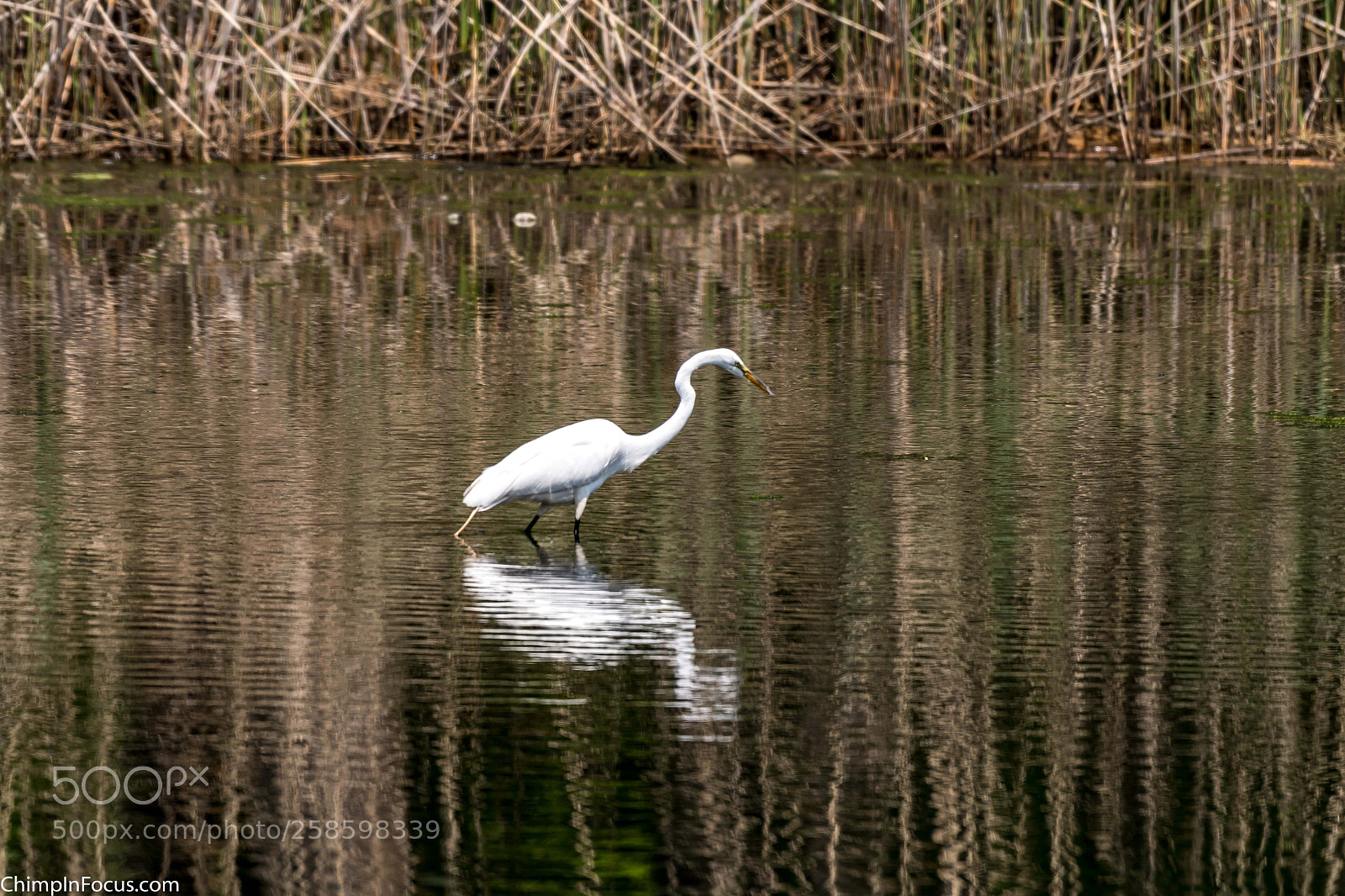 Nikon D500 sample photo. Great egret photography