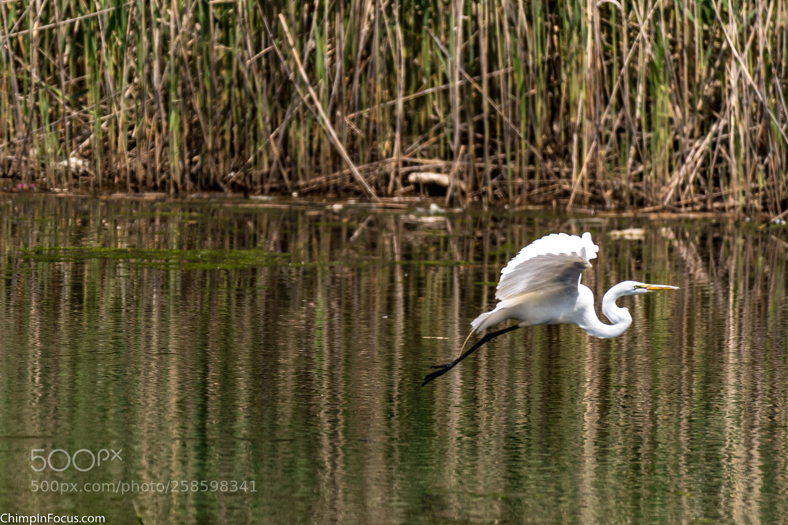 Nikon D500 sample photo. Great egret photography