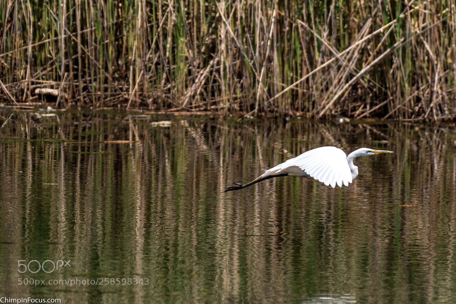 Nikon D500 sample photo. Great egret photography
