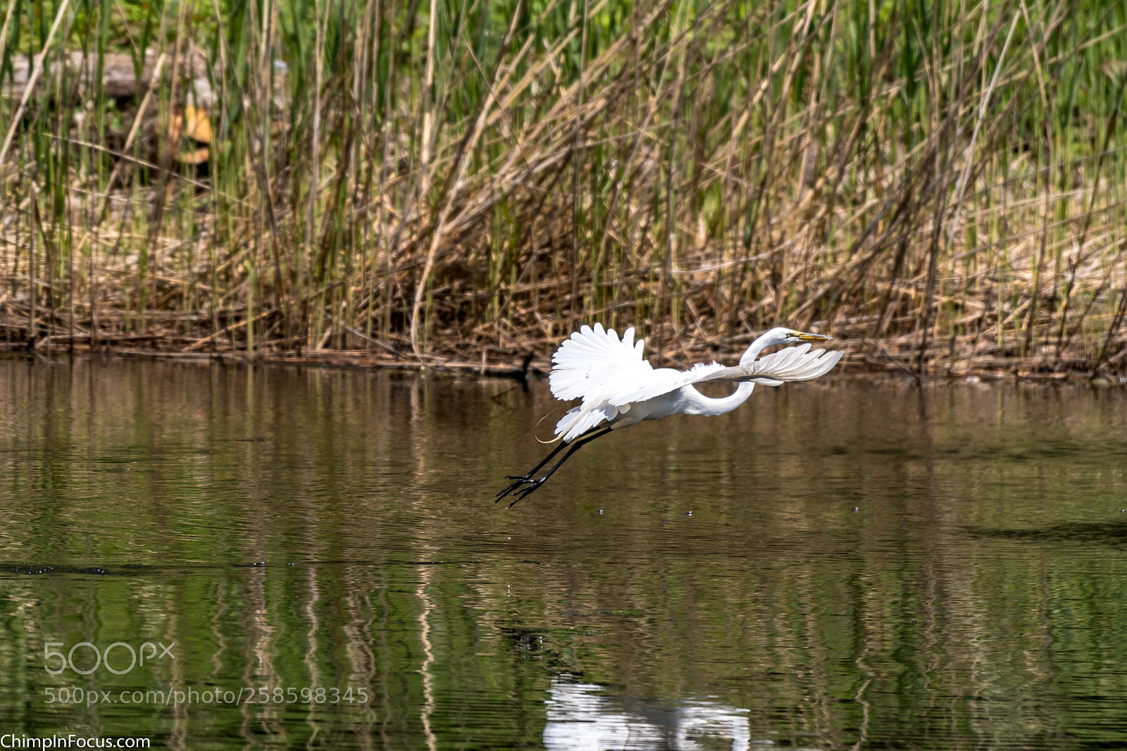 Nikon D500 sample photo. Great egret photography