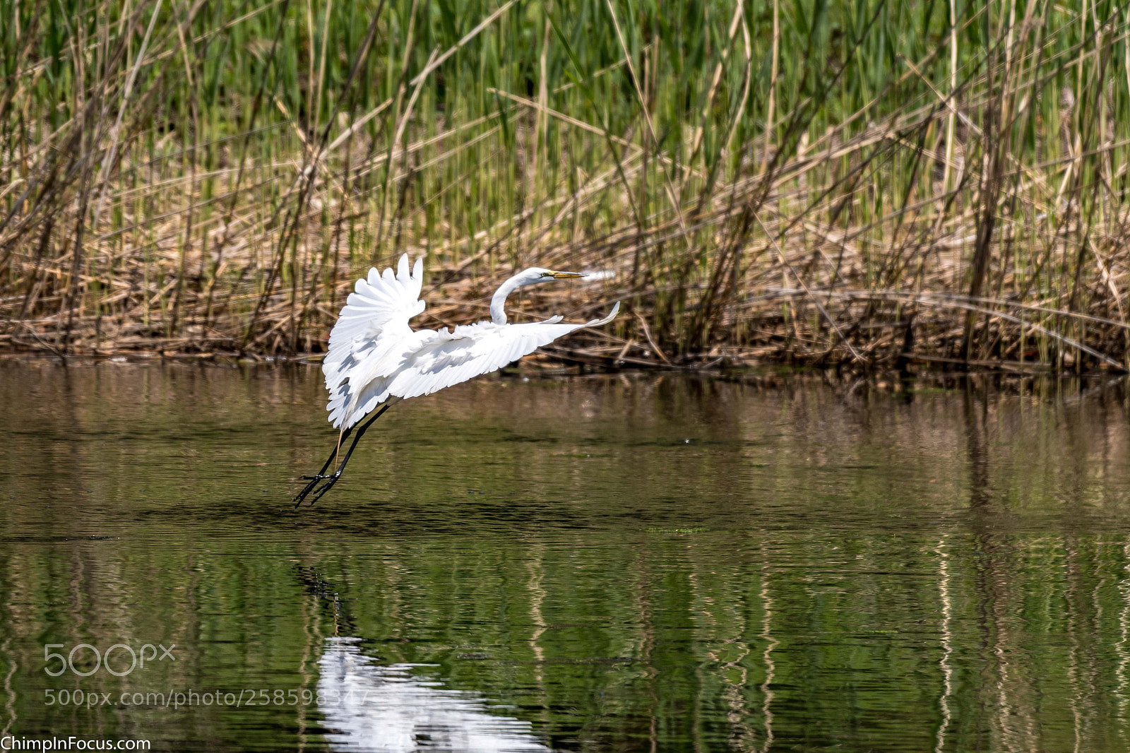 Nikon D500 sample photo. Great egret photography