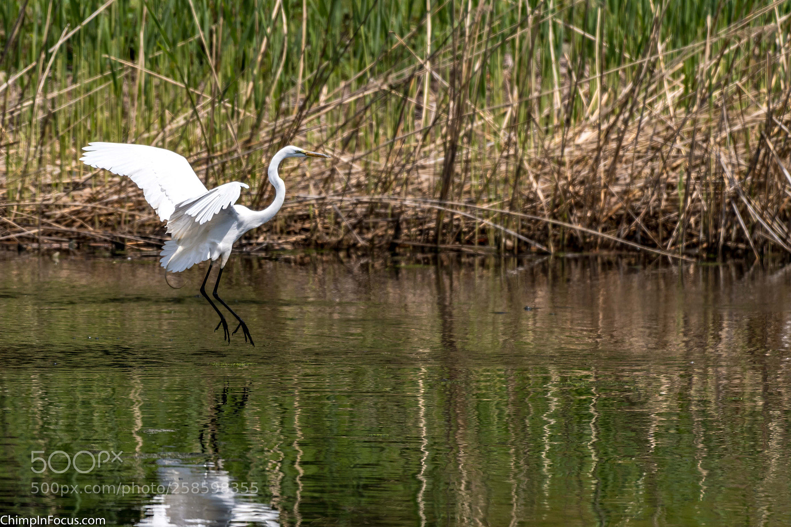 Nikon D500 sample photo. Great egret photography