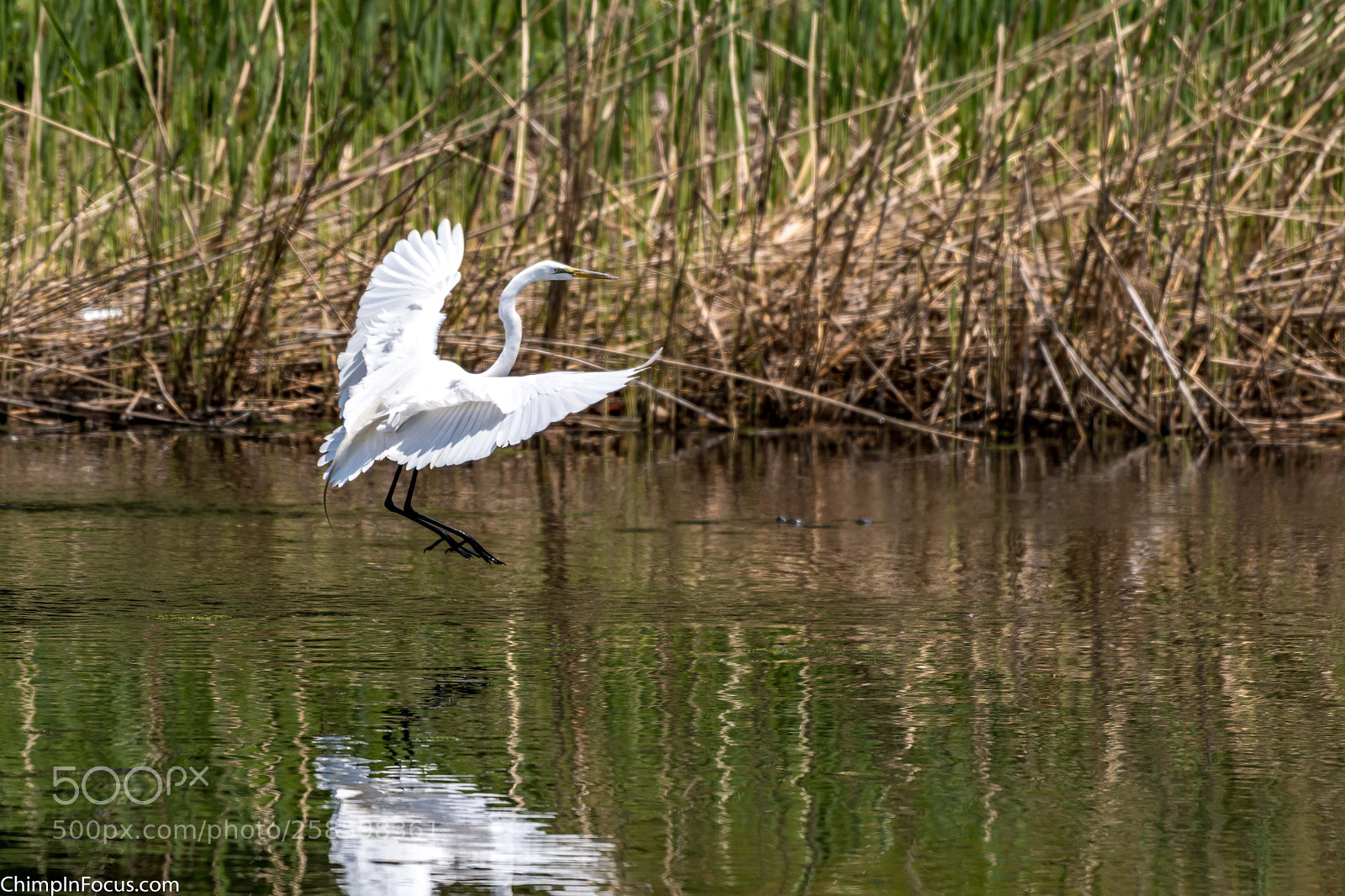 Nikon D500 sample photo. Great egret photography