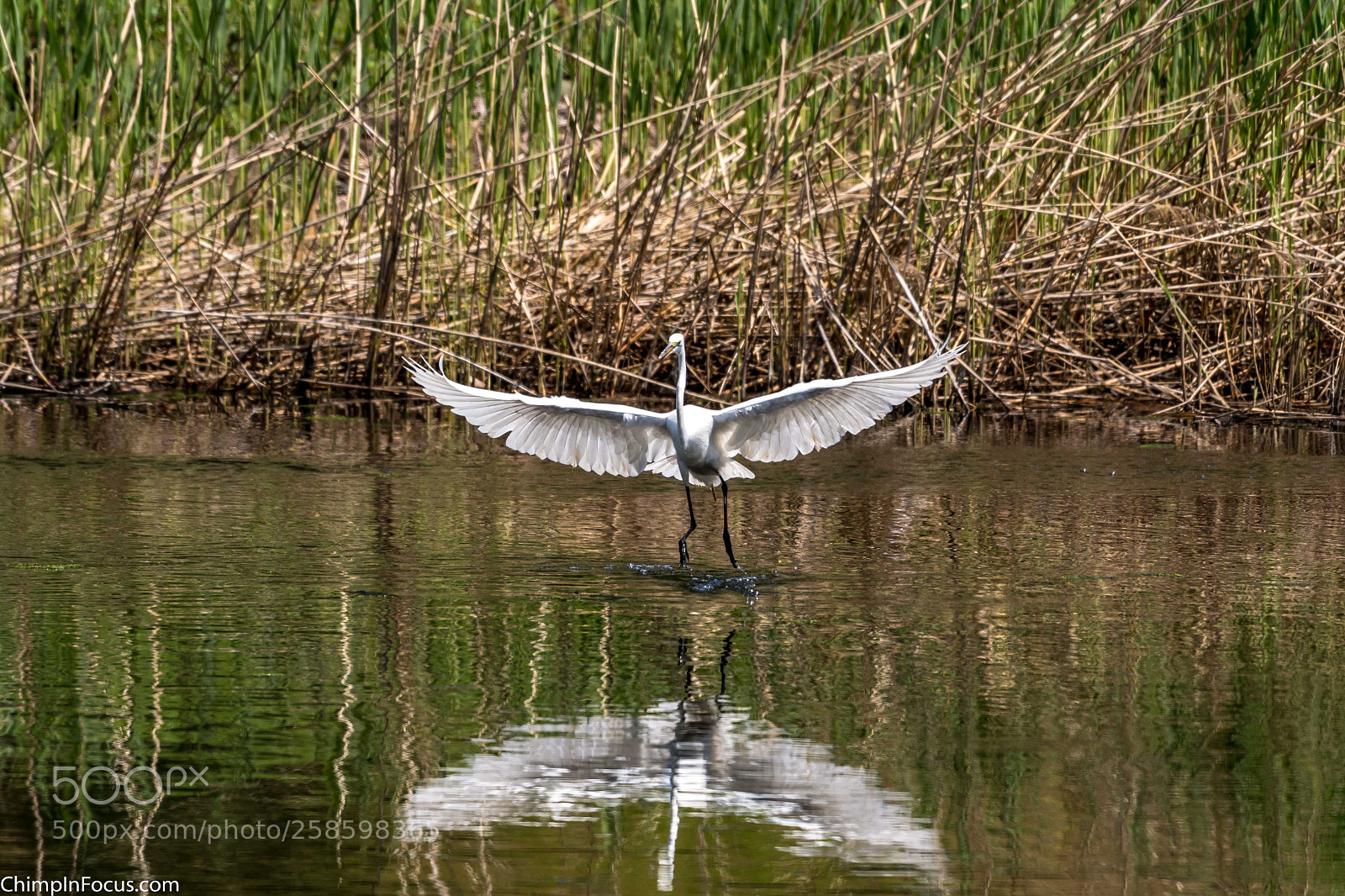 Nikon D500 sample photo. Great egret photography