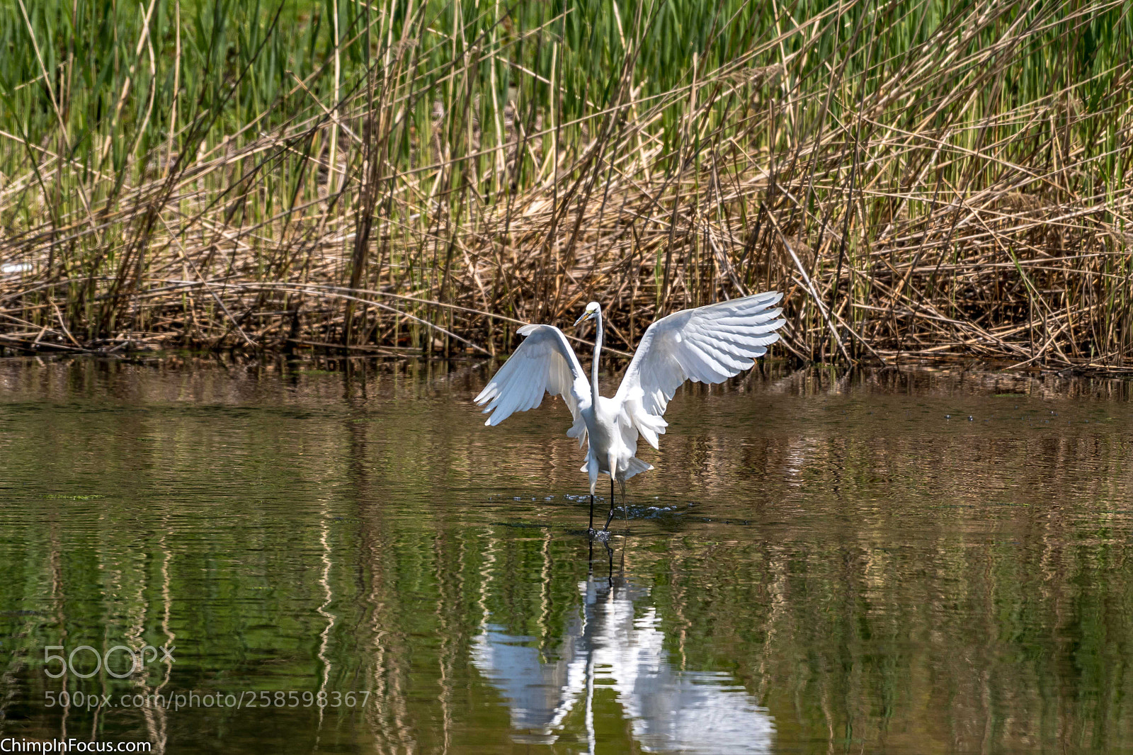 Nikon D500 sample photo. Great egret photography