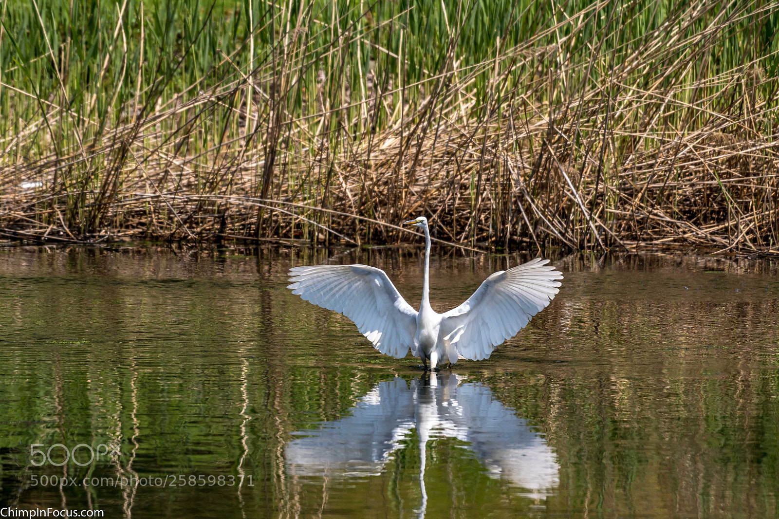 Nikon D500 sample photo. Great egret photography