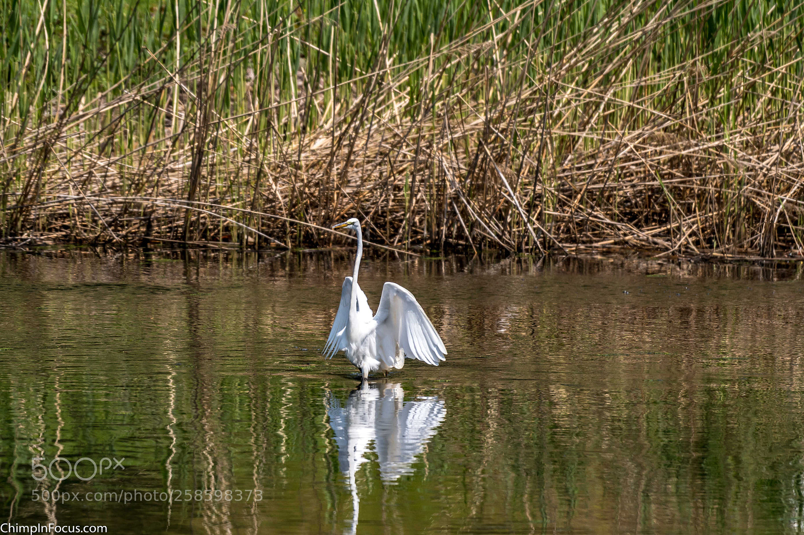 Nikon D500 sample photo. Great egret photography