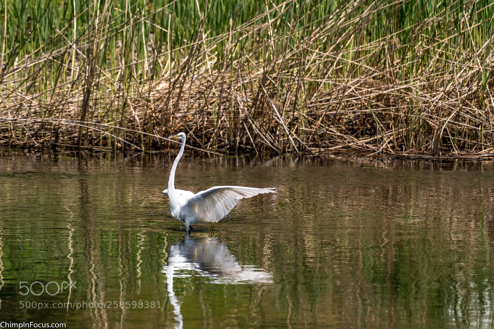 Nikon D500 sample photo. Great egret photography