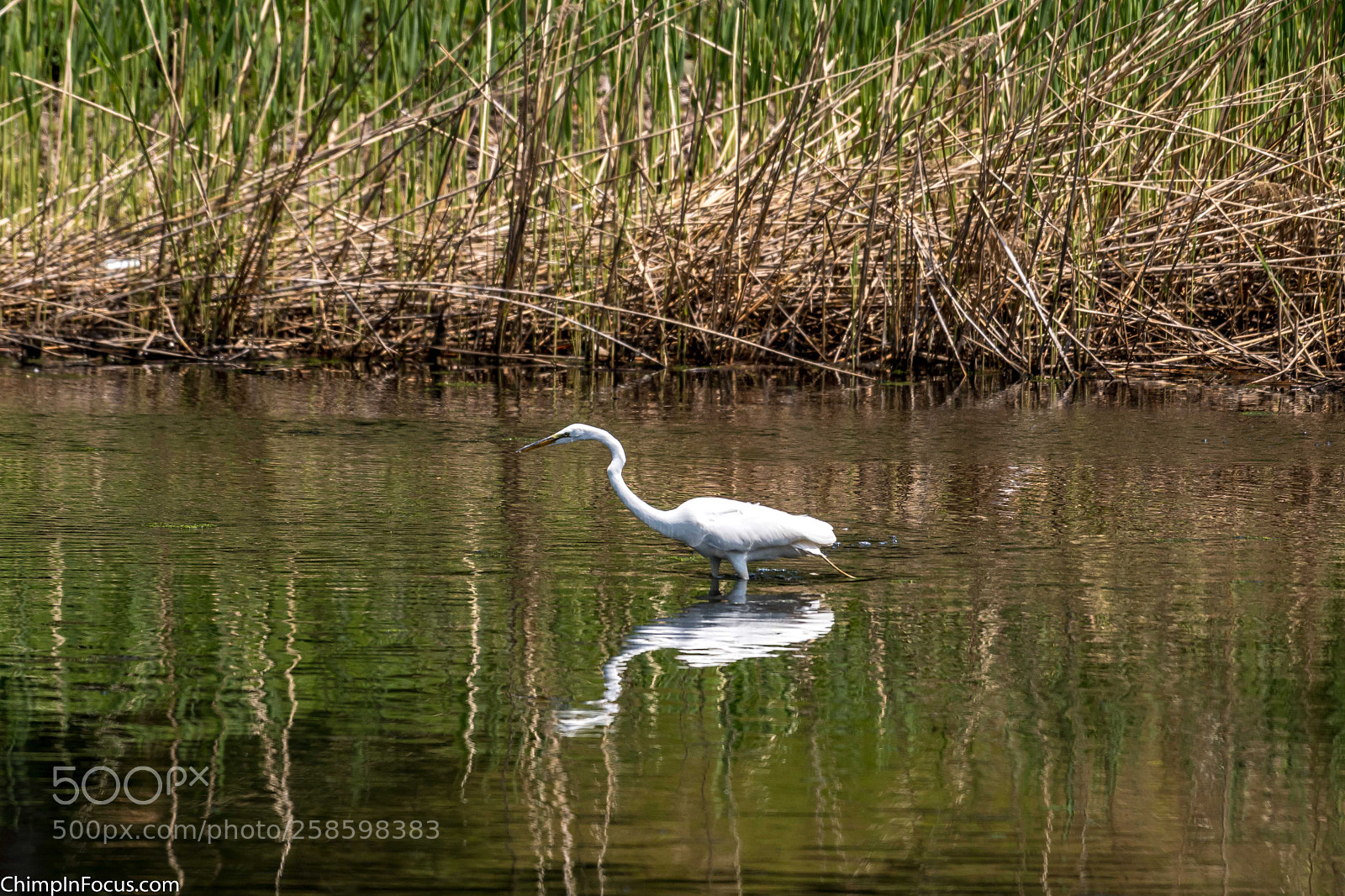 Nikon D500 sample photo. Great egret photography